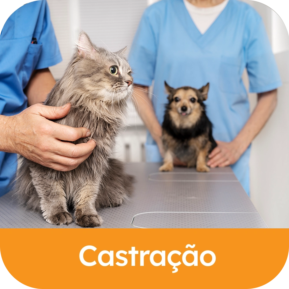 Castracao.webp