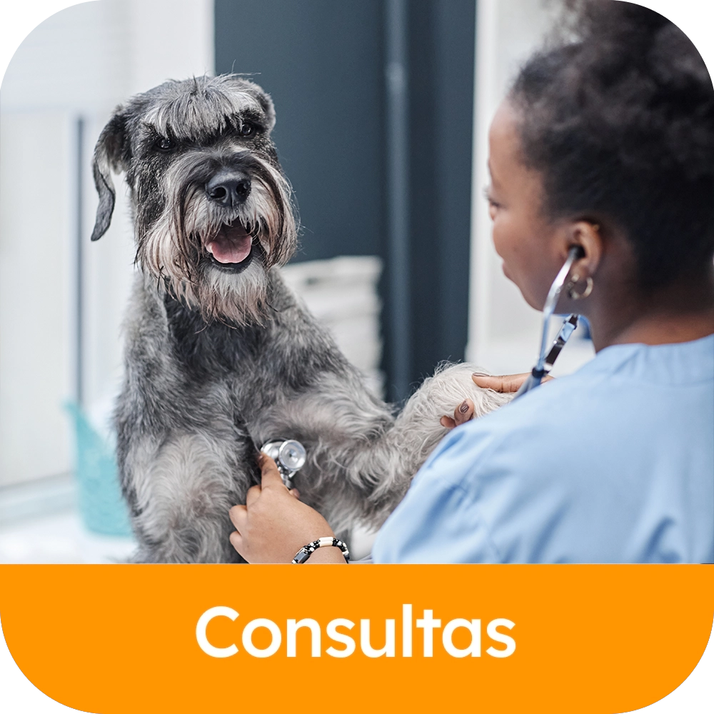 Consultas
