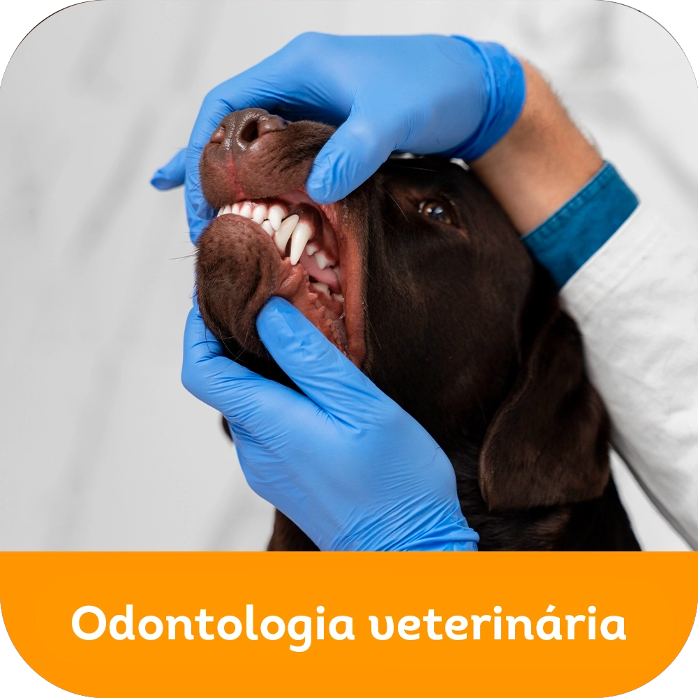 Odontologia