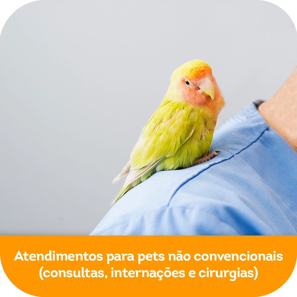 Atendimentos para pets (1)