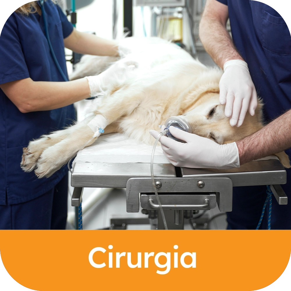 Cirurgia (1)